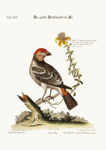 The Greatest Bulfinch-Hen ، 1749-73